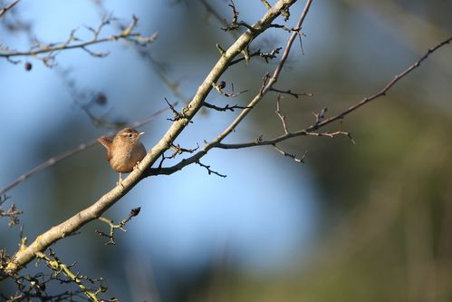 Troglodyte mignon photo d'oiseaux de Picardie Thiérache ardennaise Benoit Henrion