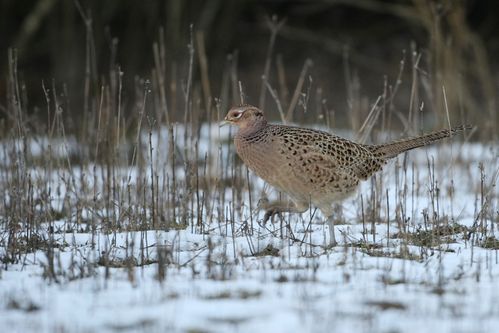 Poule faisane dans la neige photo d'oiseaux de Picardie Amiens Benoit Henrion