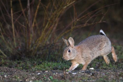 Lapin de garenne qui court photo d'animaux de Picardie Amiens Benoit Henrion Lapin de garenne qui court photo d'animaux de Picardie Amiens Benoit Henrion