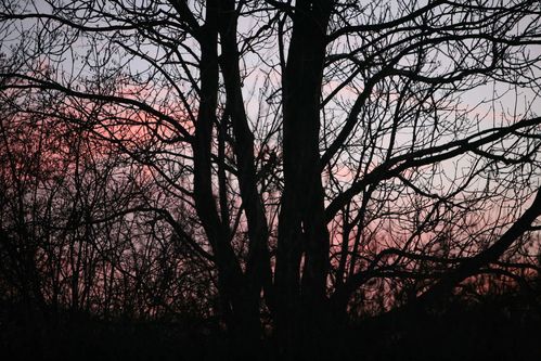 Une forêt au crépuscule photo de Picardie Amiens Benoit Henrion