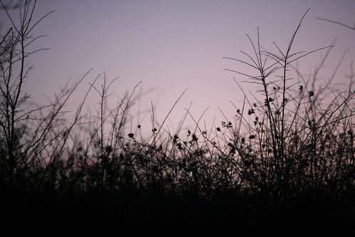 Une forêt au crépuscule photo de Picardie Amiens Benoit Henrion