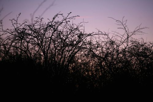 Une forêt au crépuscule photo de Picardie Amiens Benoit Henrion