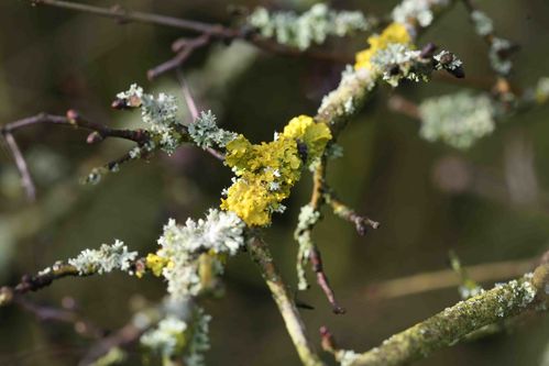 Lichens sur troène photo de Picardie Benoit Henrion Lichens sur troène photo de Picardie Benoit Henrion