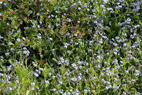 myosotis 7298