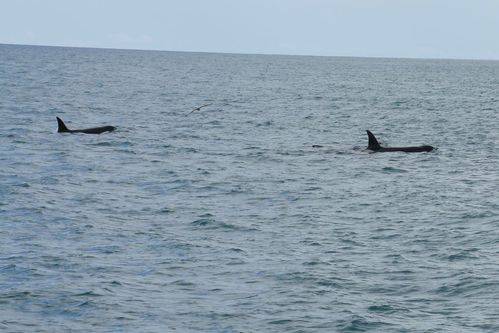 DSC00383b