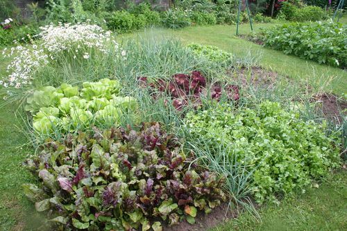 Ail, échalotes, salades, radis : les plantations et semis de printemps -  Les conseils de jardin de Vavou