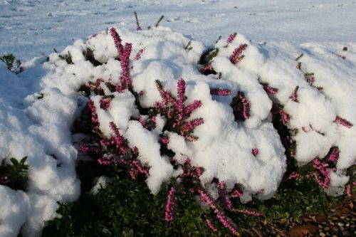 Bruyère-Erica carnea, bruyère sous la neige 15814 redimen