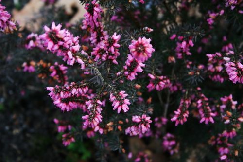 Bruyère d'hiver et bruyère d'été, erica vulgaris Bruyère-Erica erigena 'Irish Salmon', bruyère 4321 redime