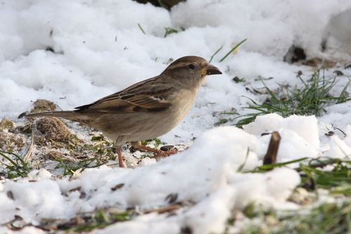 moineau 7960