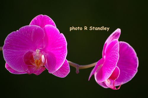 photo orchidée01