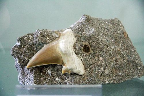 645d3 Castellana, musée Anelli, dent de squale (Crétacé)