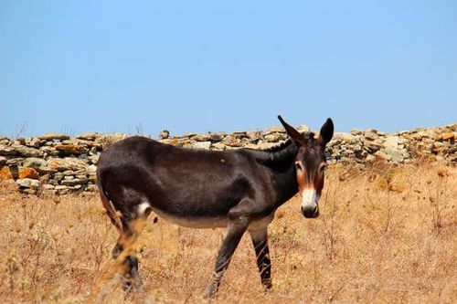 746g6 Tinos, l'âne fait partie du paysage des Cyclades