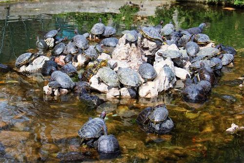 795f2a Tortues d'eau dans les jardins du Sénat, à Athène