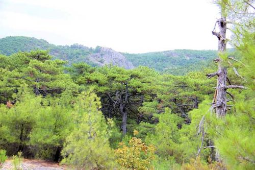 852a4 Forêt de Dadia (Thrace, Grèce)