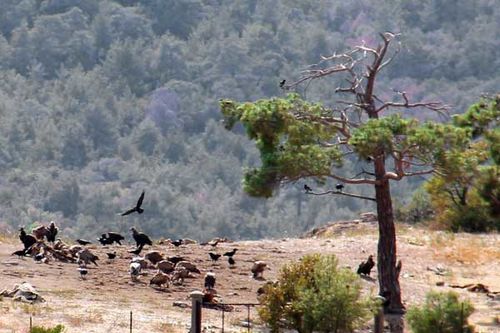 852c1 vautours dans la forêt de Dadia