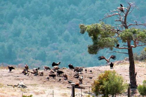852c3 vautours dans la forêt de Dadia