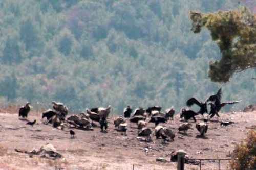 852c4 vautours dans la forêt de Dadia