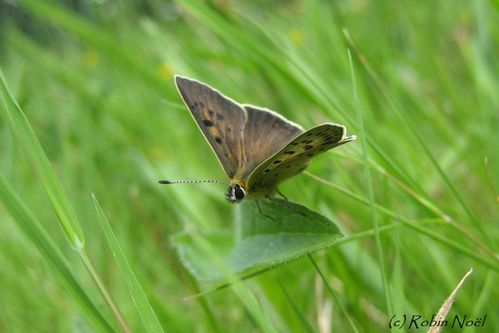 Copie de Lucaena tityrus -27.07.09- SAVENAY 44260- l'Agaiss