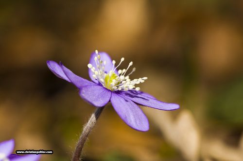 site de rencontre plongeur