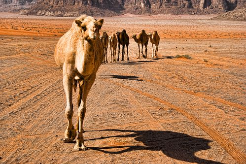 Dromadaires désert Wadi Rum