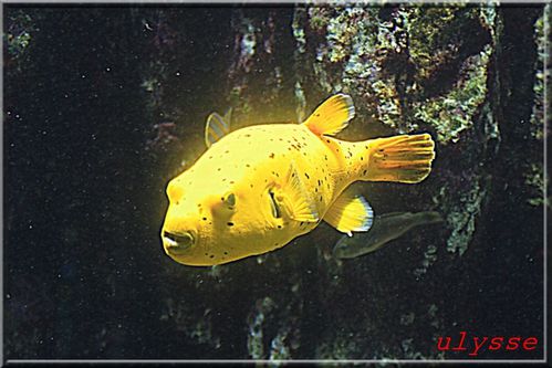 aquarium-la-roch. 0078