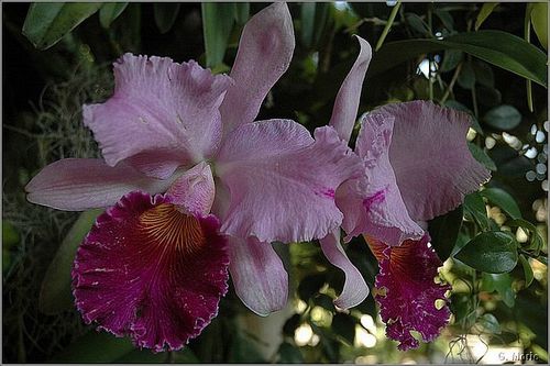 orchidees-bis-5569.JPG