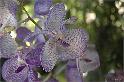 orchidees-bis-5570.JPG
