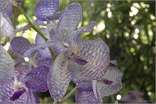 orchidees-bis-5571.JPG