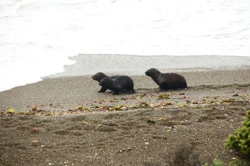 rencontre otaries