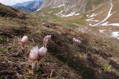 2012-06-07 Col du Mône 06