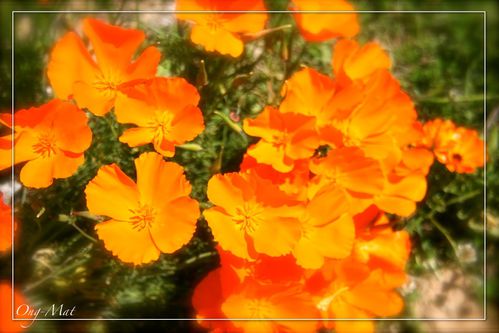 pavot-californie-03