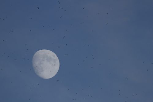 créçous 28.8.12