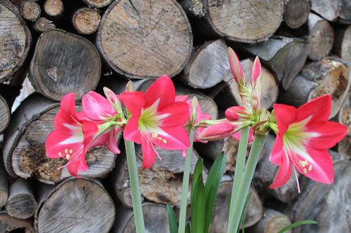 amaryllis-red-garden-3.jpg