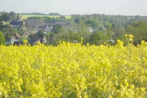 néron en fleurs colza