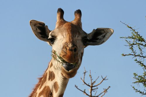 164l-girafe-giraffa-camelopardalis.jpg