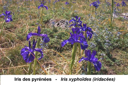 iris-des-pyrenees-.jpg