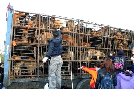 sauvetage chiens malheureux cage chine avril 2011