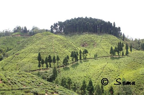 Darjeeling-FB-64.jpg