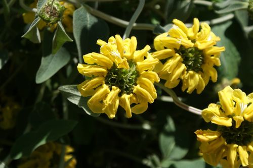 Phlomis fruticosa2