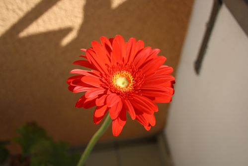 gerbera-du-balcon.jpg