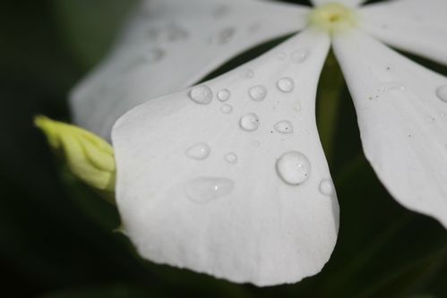 Fleur Mayotte (8)