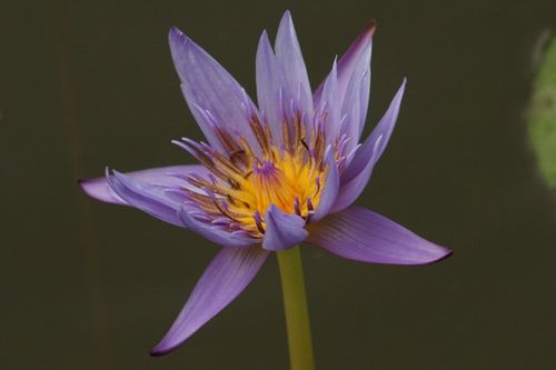 Lotus (6)