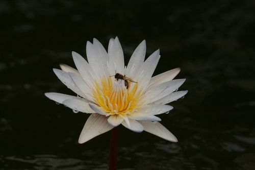Lotus (8)