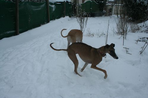 chiens-7505.JPG