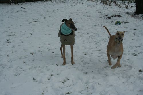 chiens-7514.JPG