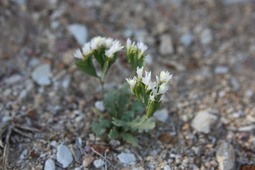 Limonium-lobatum2-Tebourba-copie-1.JPG