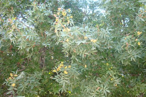 cimetiere-du-Jellaz--Schinus-terebinthifolia.JPG