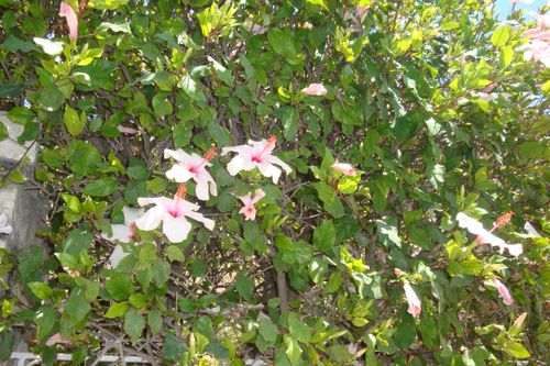 Hibiscus-rose.JPG