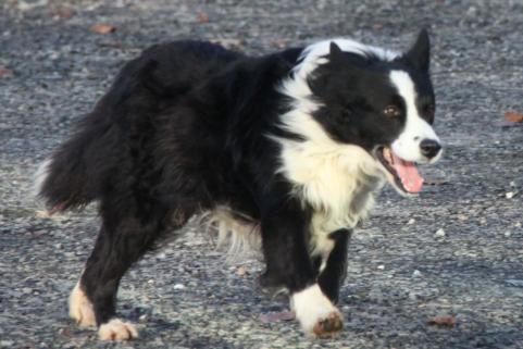 Le Border Collie : L'intrus