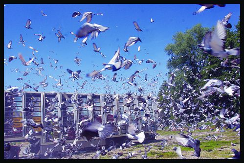 pigeons volent